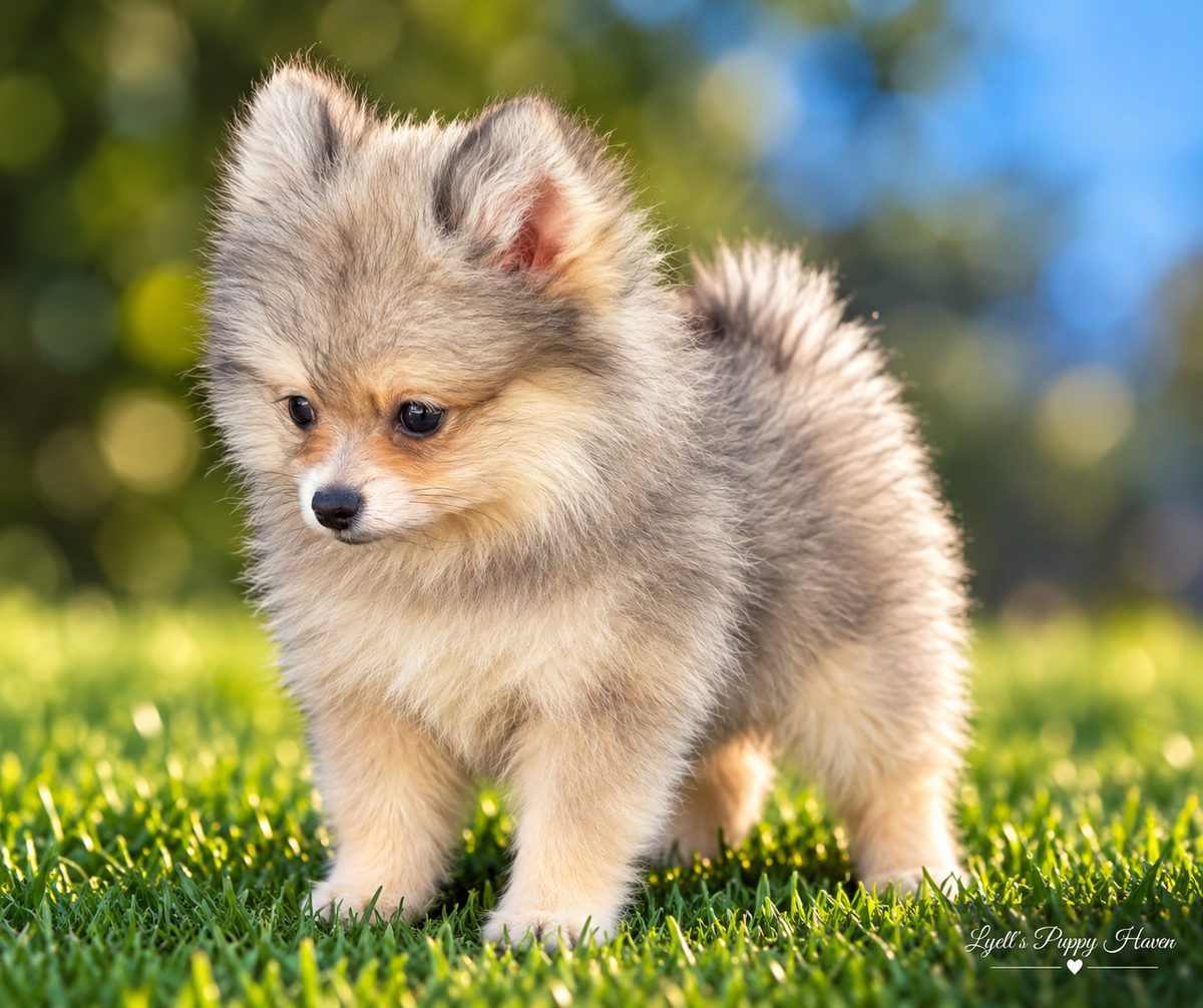 Fatboi, a AKC Pomeranian raised at Lyell's Puppy Haven