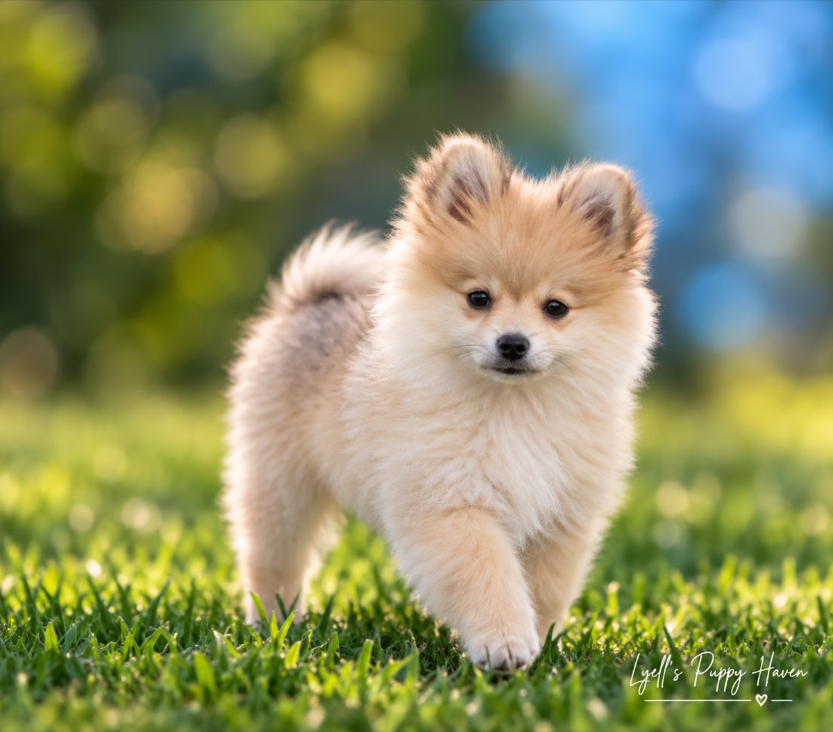 Golden, a Doll Faced Pomeranian raised at Lyell's Puppy Haven