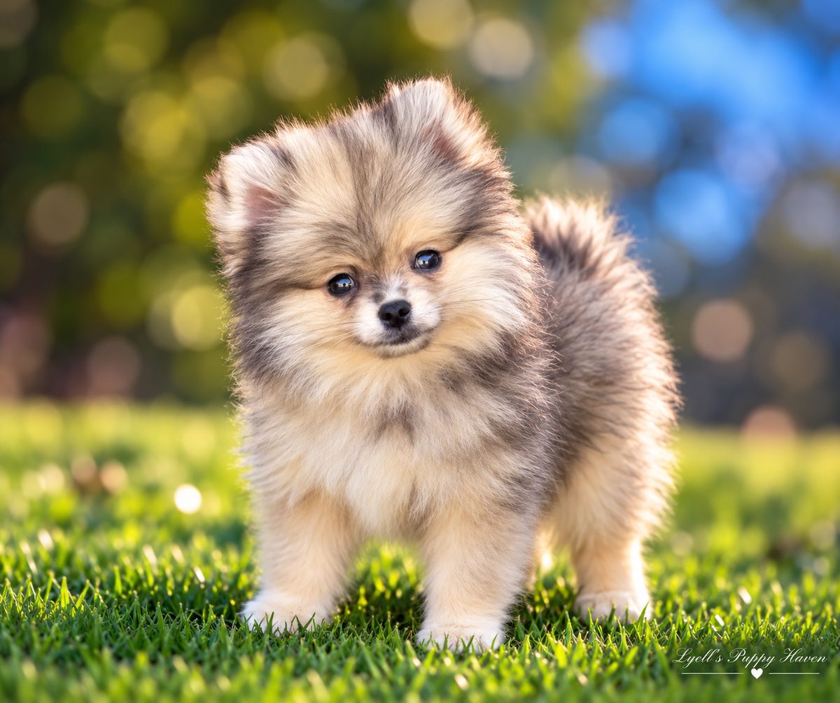 Haven, a AKC Pomeranian puppy