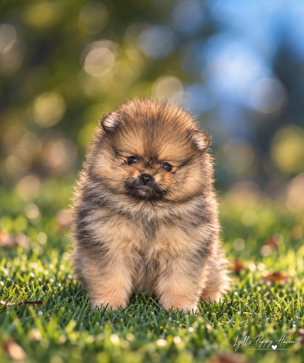 Juicy, a AKC Pomeranian