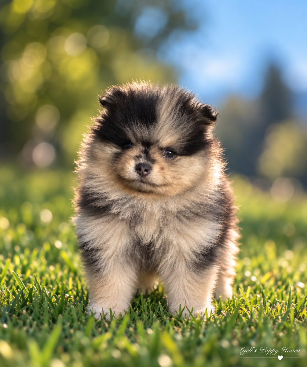 Momo, a AKC Pomeranian raised at Lyell's Puppy Haven