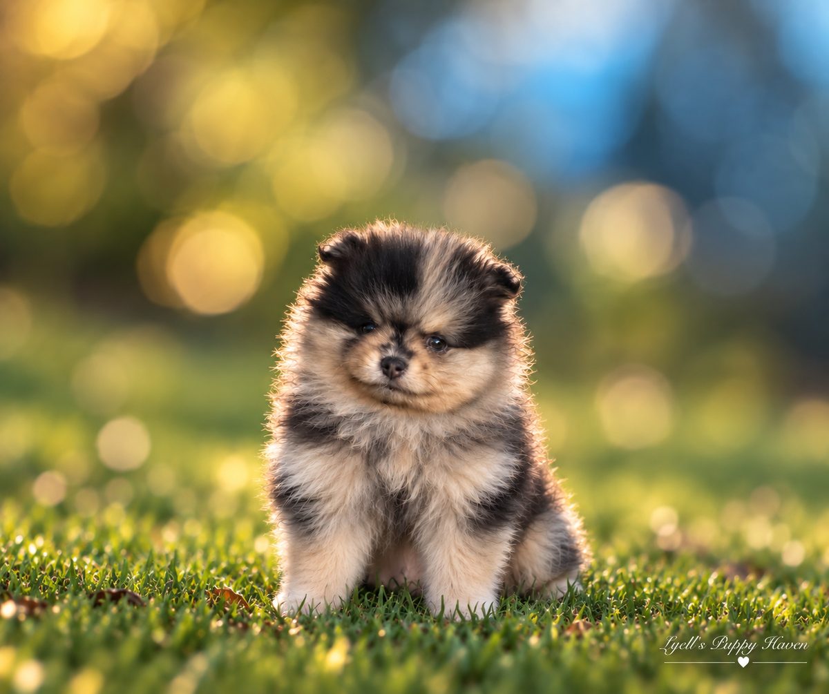 Momo, a AKC Pomeranian raised at Lyell's Puppy Haven