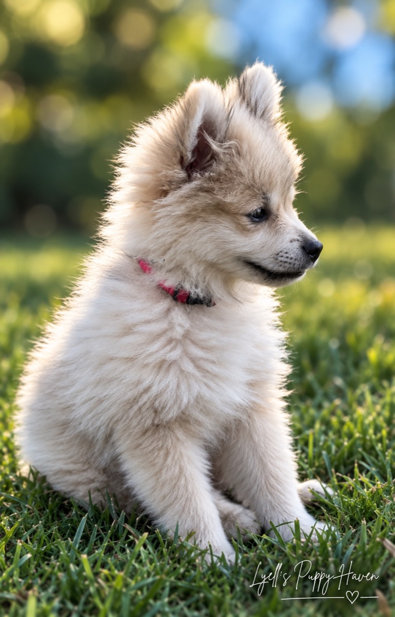 Peanut, a Fox Face Pomeranian raised at Lyell's Puppy Haven
