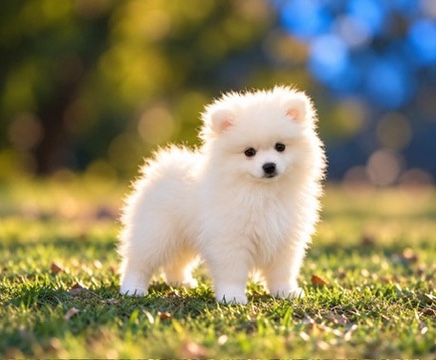 Po, a Pomeranian puppy