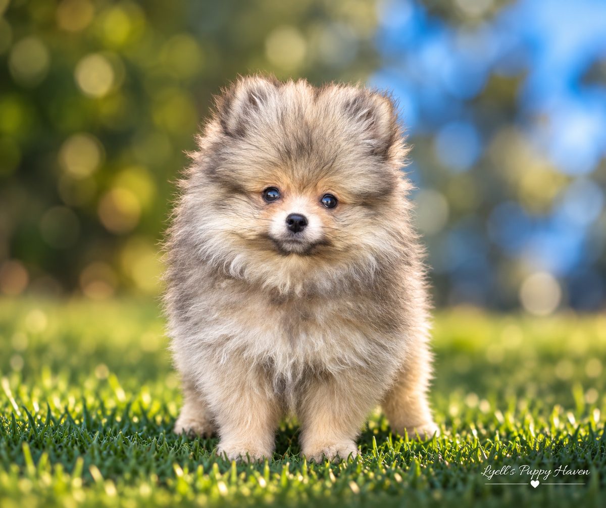 Powder, a AKC Pomeranian raised at Lyell's Puppy Haven