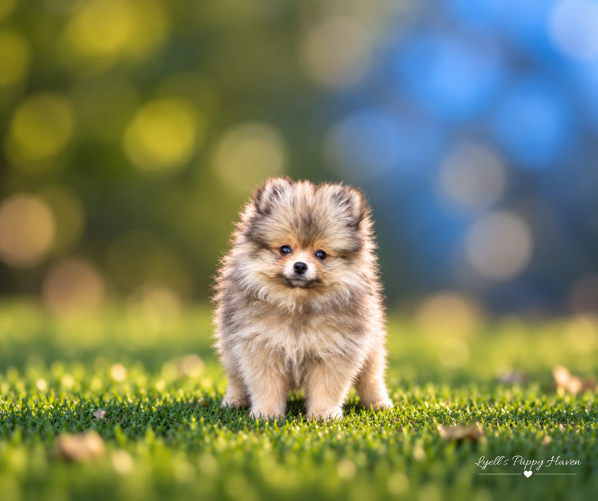 Powder, a AKC Pomeranian raised at Lyell's Puppy Haven