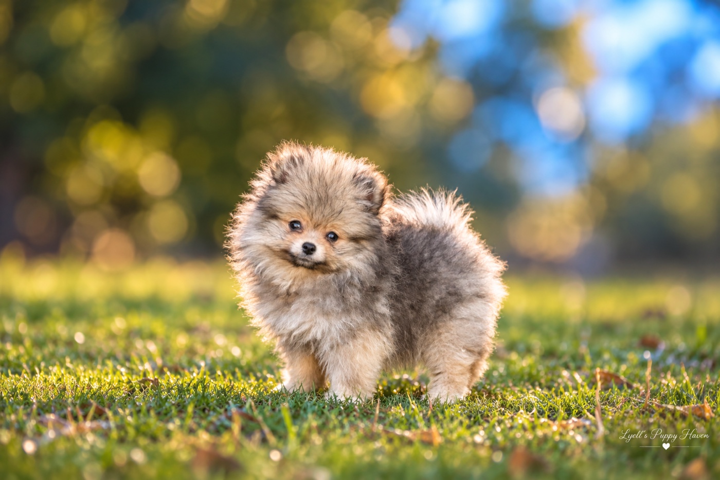 Powder, a AKC Pomeranian raised at Lyell's Puppy Haven