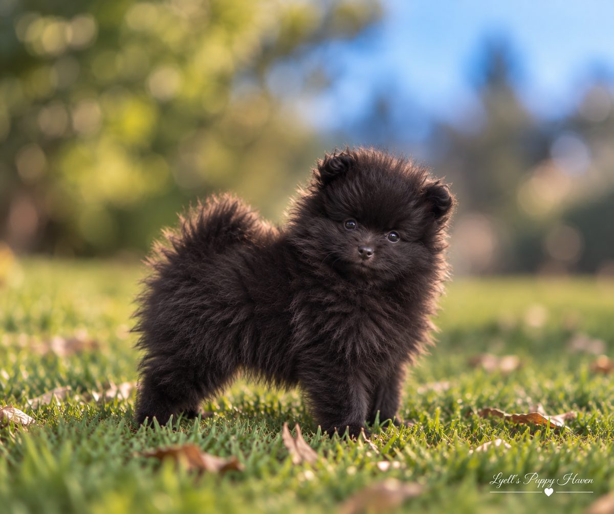 Roku, a AKC Pomeranian puppy