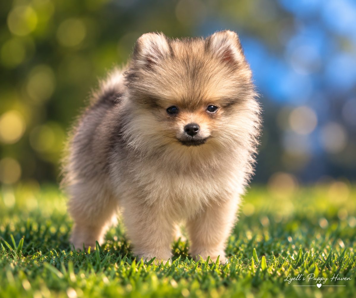 Labubu, a AKC Pomeranian puppy