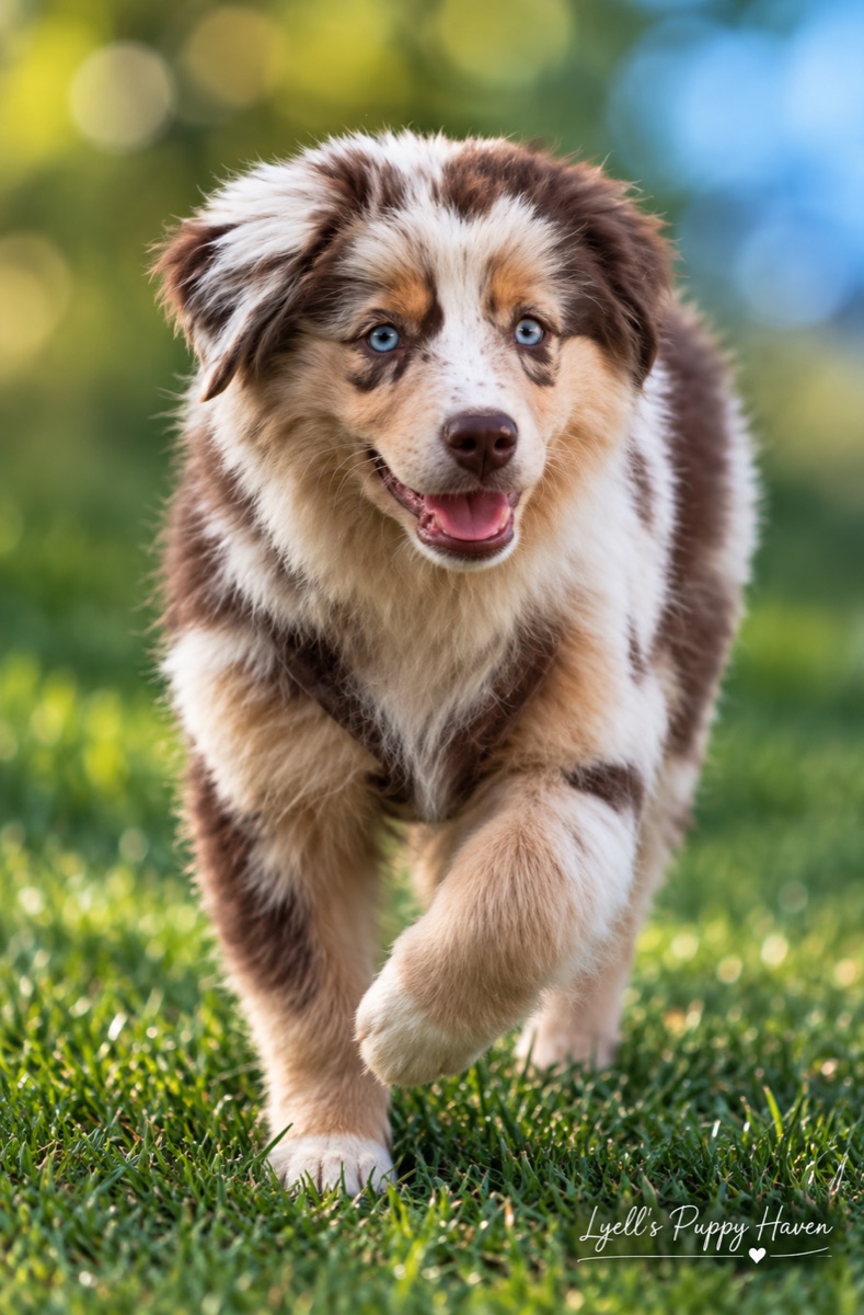 Zuko, a Mini American Shepherd raised at Lyell's Puppy Haven