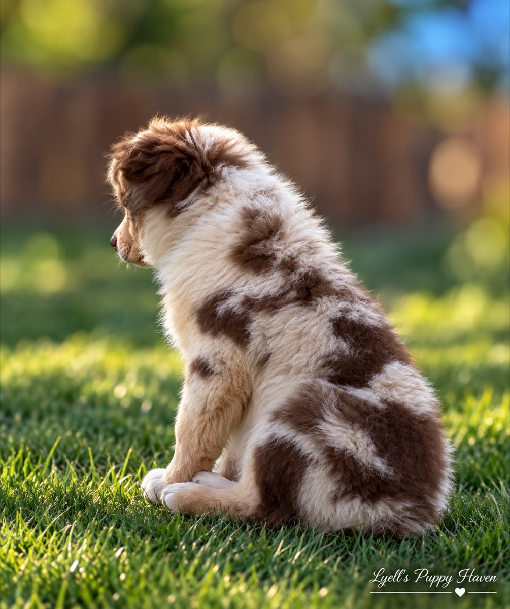 Zuko, a Mini American Shepherd raised at Lyell's Puppy Haven
