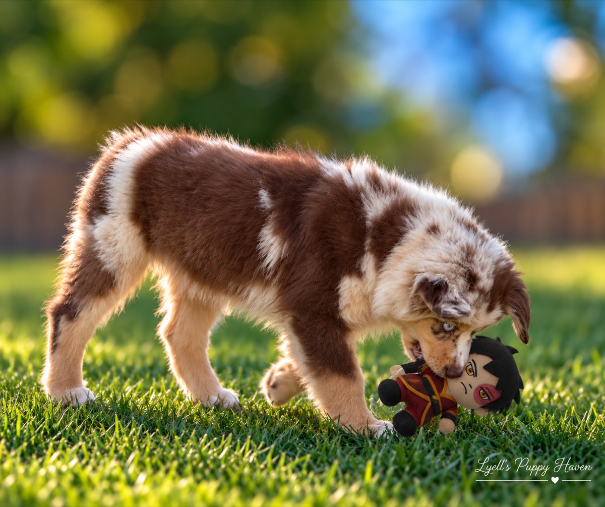 Zuko, a Mini American Shepherd raised at Lyell's Puppy Haven