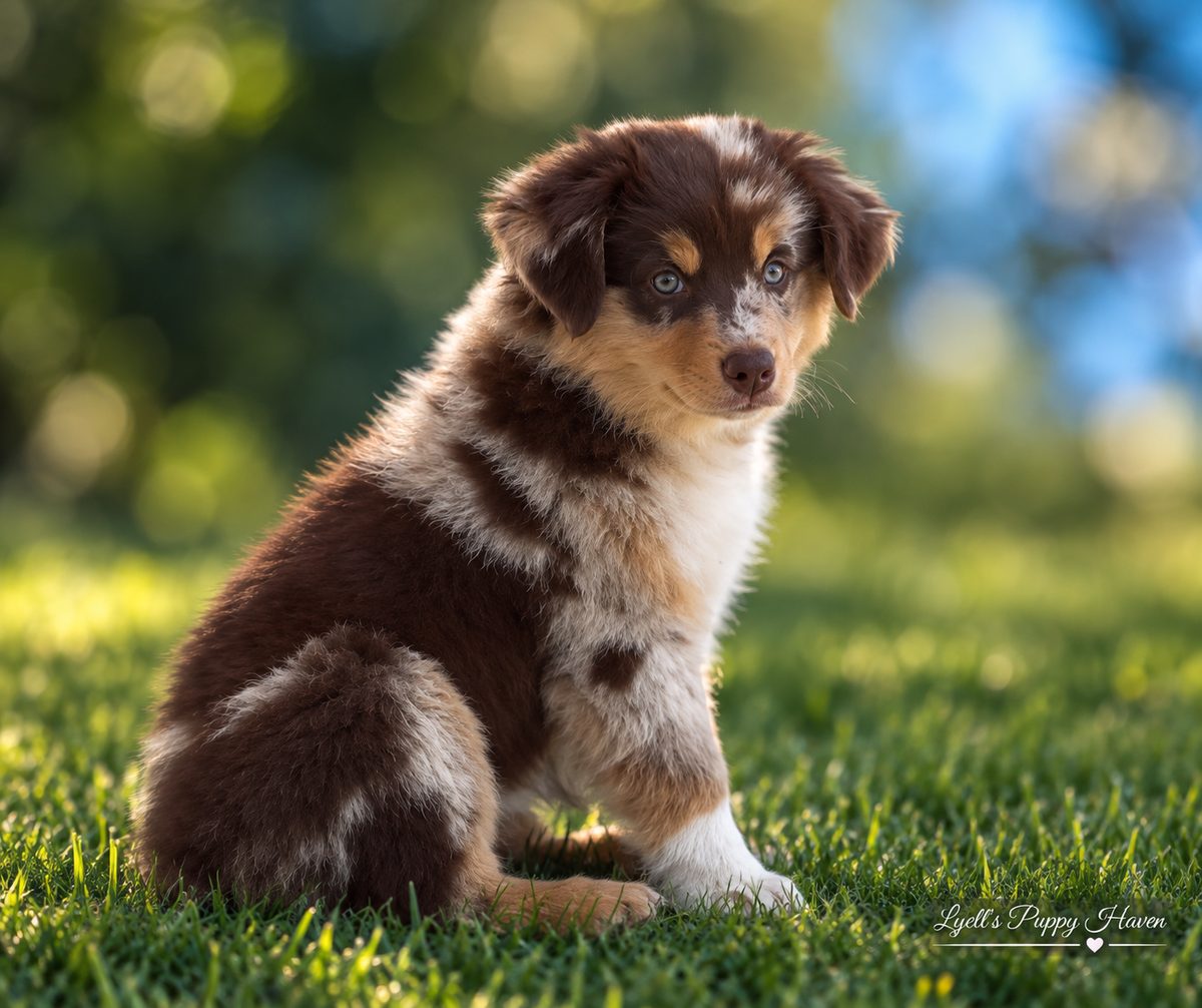 Zula, a Mini American Shepherd raised at Lyell's Puppy Haven